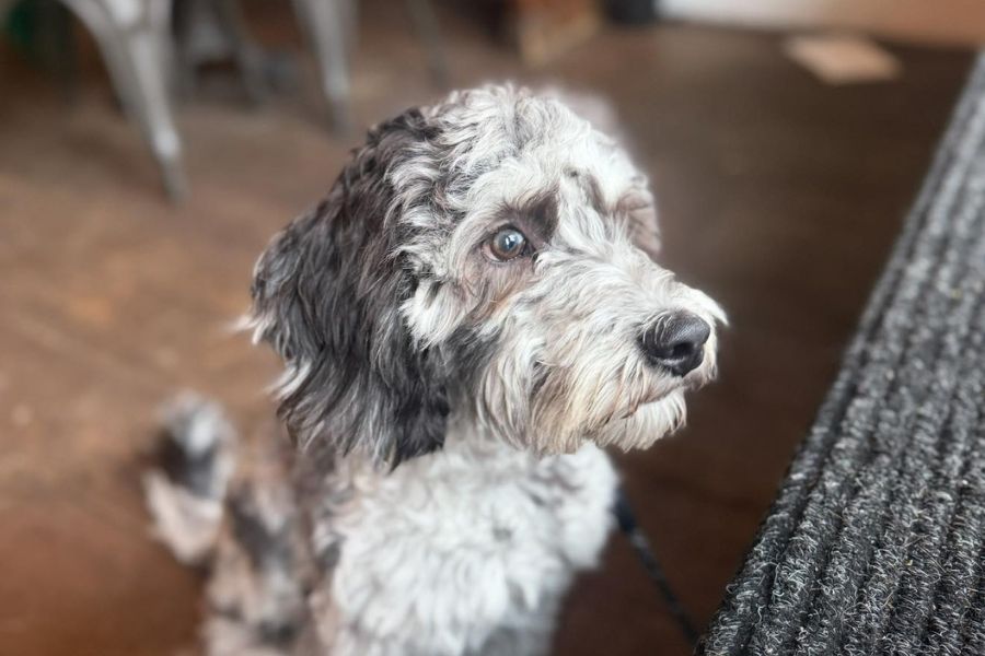 dog friendly no 12